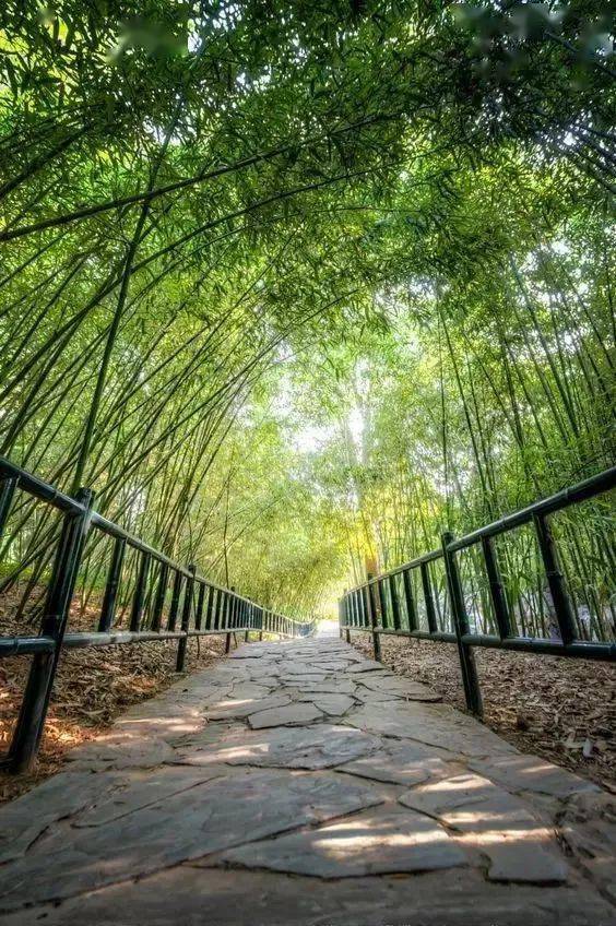 一曲紫竹调丝竹绕耳舒神静性