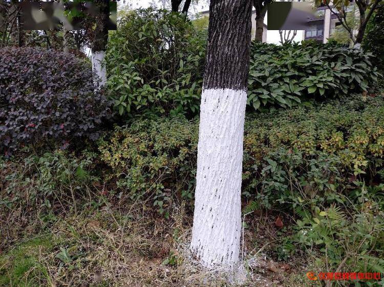 仪陇县德园景区:树木"刷白"防虫害统一"着装"更美观