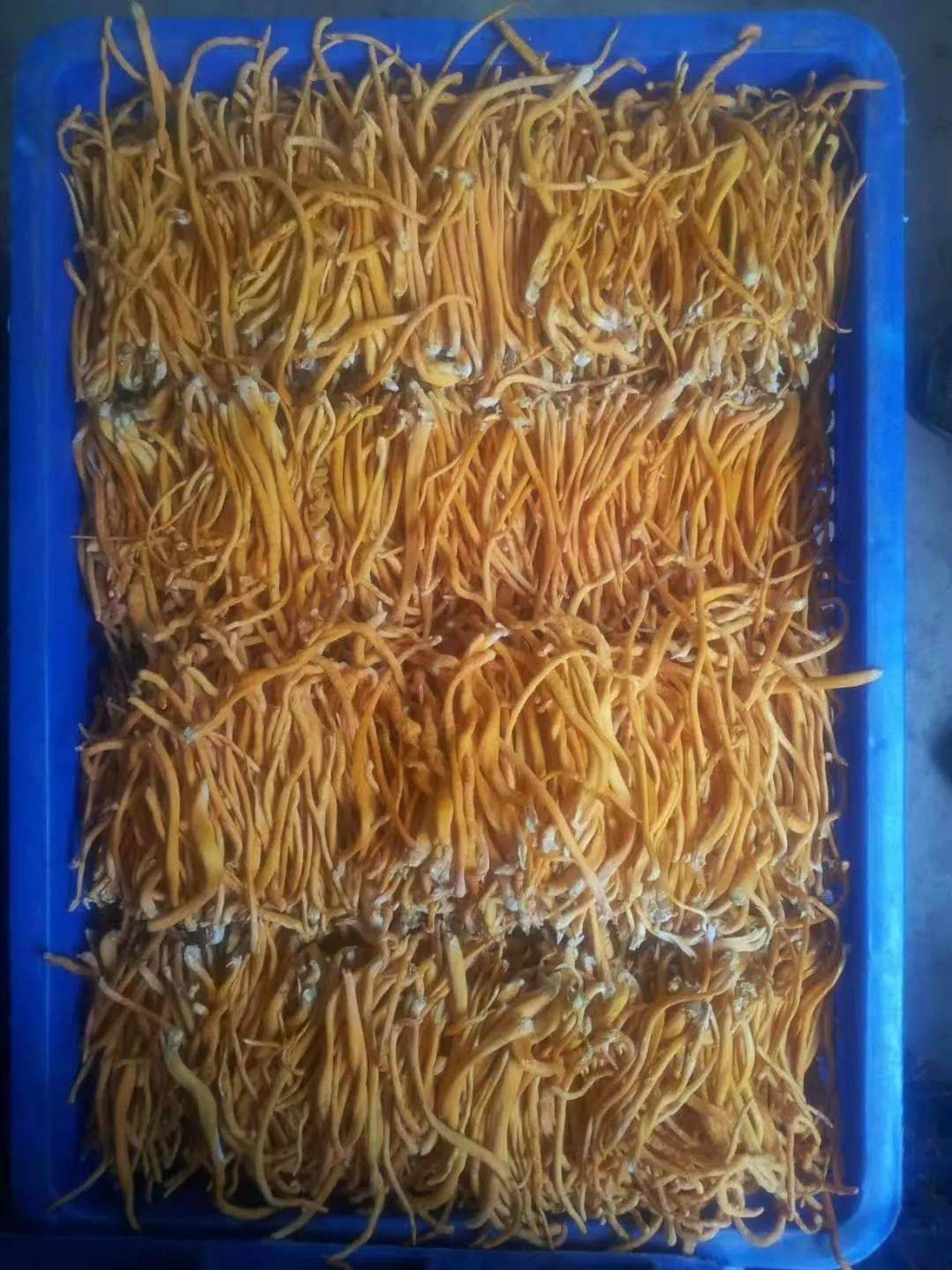 美丽晋宁耗子山上长出了虫草花