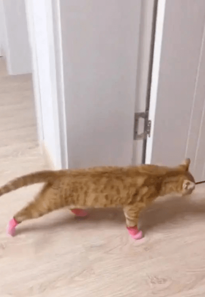 女主担心猫咪冬天受冻,便送给猫咪一副脚套,穿上后主人笑翻了