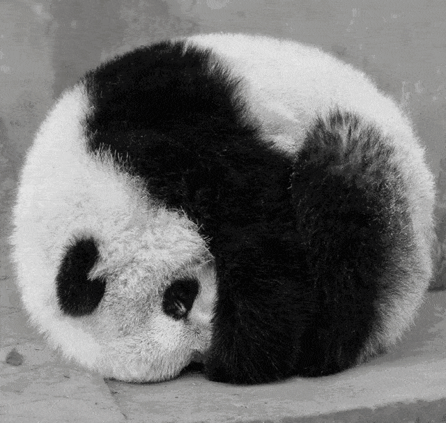 640_607gif 动态图 动图