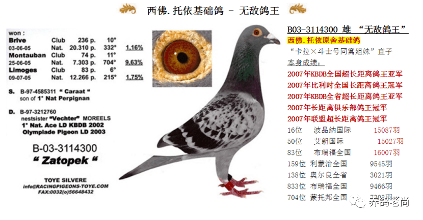 赛鸽界顶级稳定强豪西佛.托依的养鸽之路
