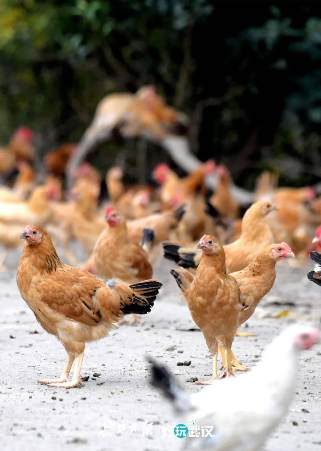 卖鸡18年,打工人小丁当上"傻"老板