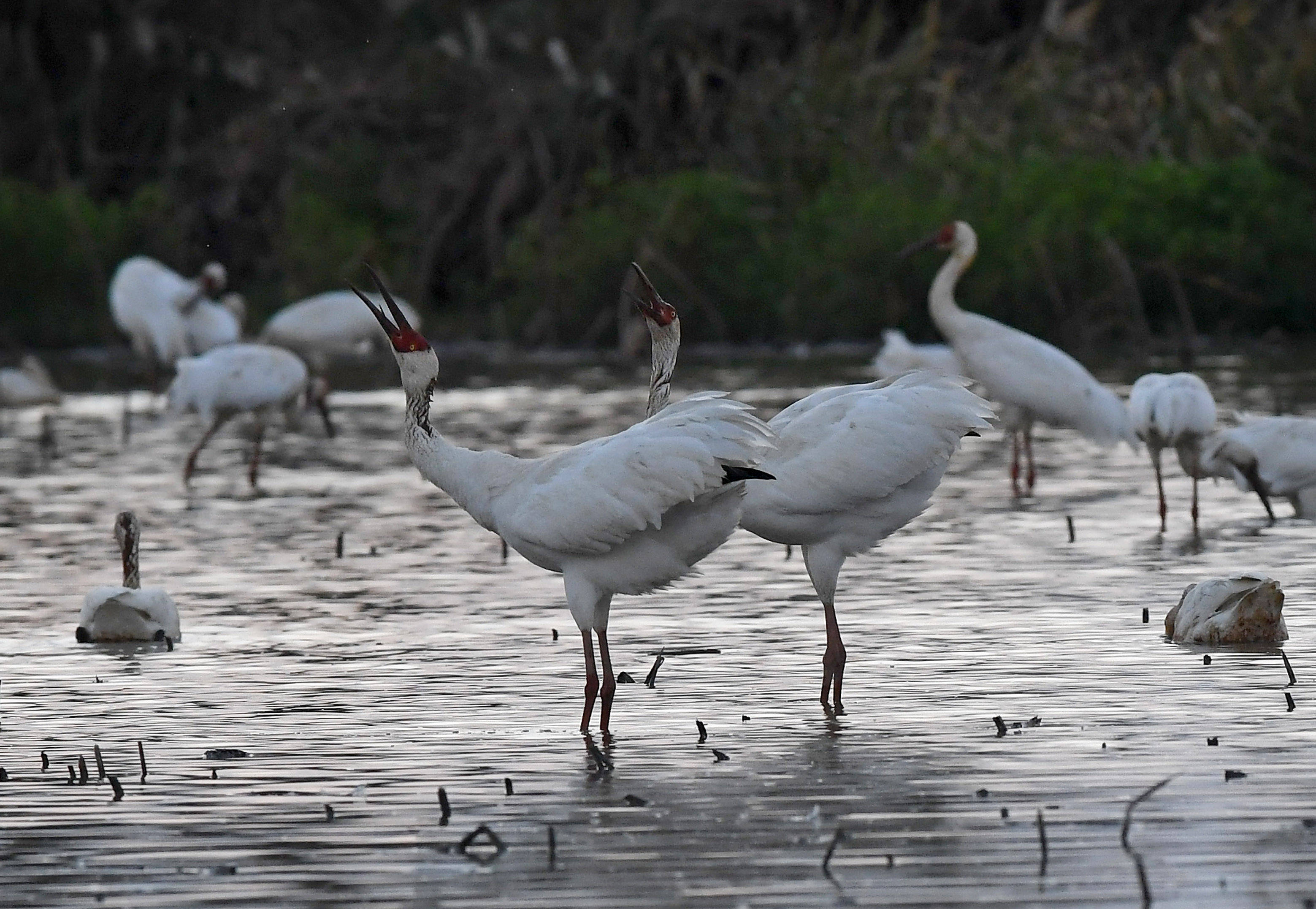 鄱阳湖冬季候鸟种类图片