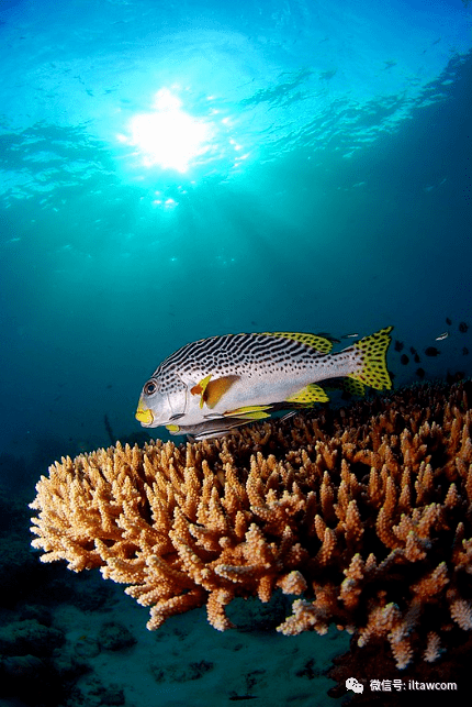 物种图册条纹胡椒鲷