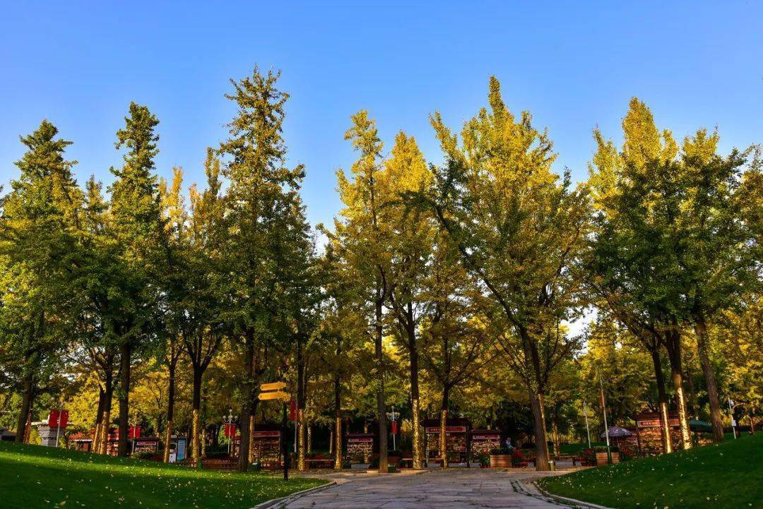 灵山金色菩提大道绝美上线祈福邮局本周末幸福开业你来写卡片吗