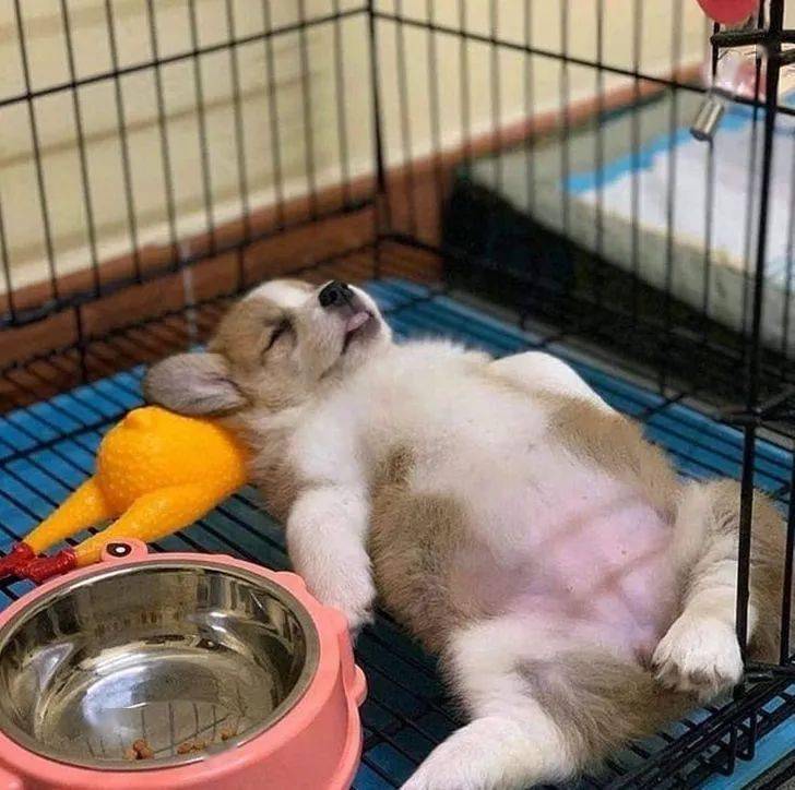 在任何地方都能小睡一会儿的动物们