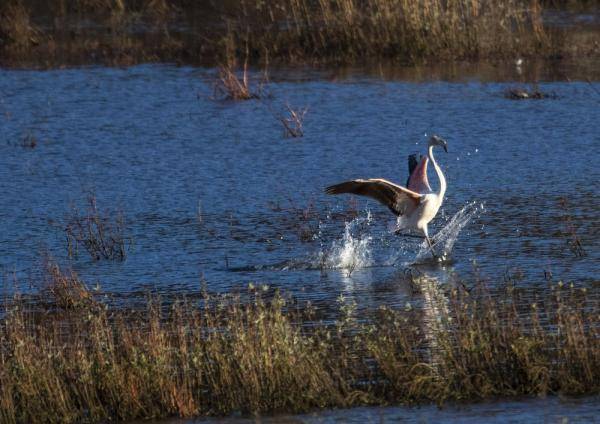 云南会泽发现火烈鸟