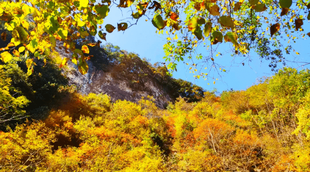 的幽香静静地依偎在大秦岭的怀抱秋天的商洛金丝峡将昔日的一碧千里