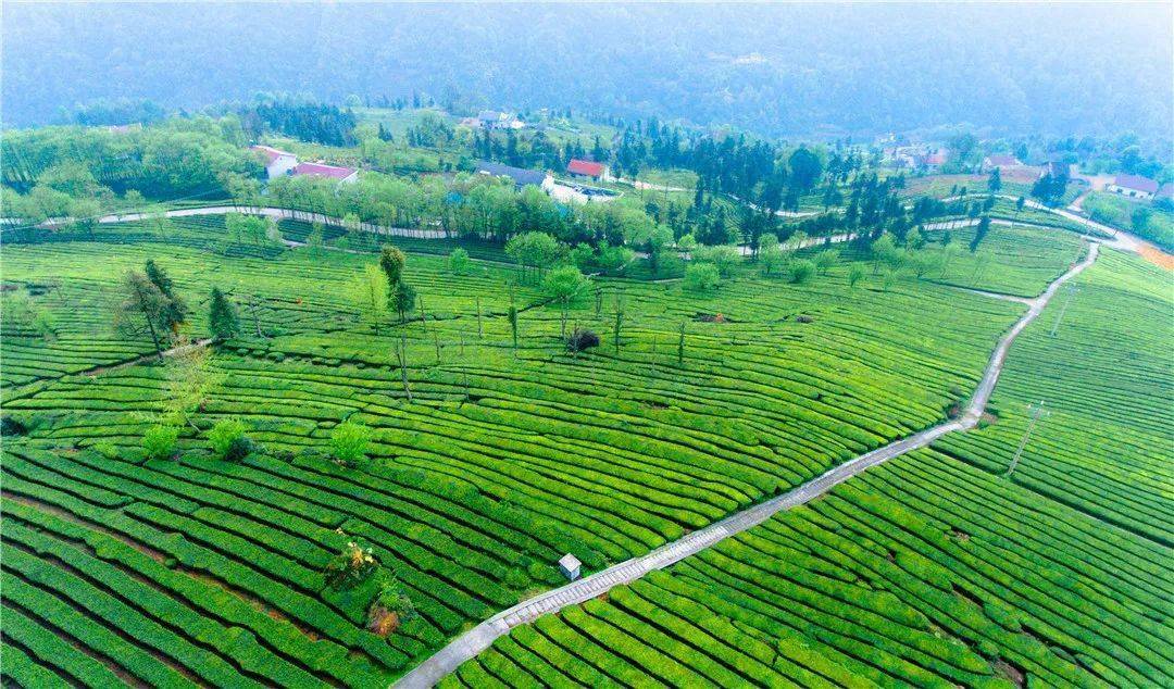 中蜂养殖基地掩映山间一片片修剪整齐的茶园青翠欲滴深秋时节走进五峰