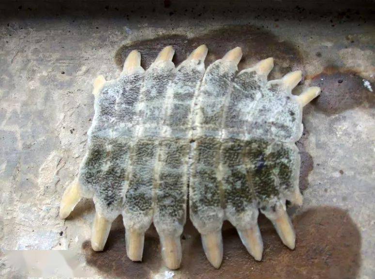 我是如何钓甲鱼的钓到后一定要加以品尝