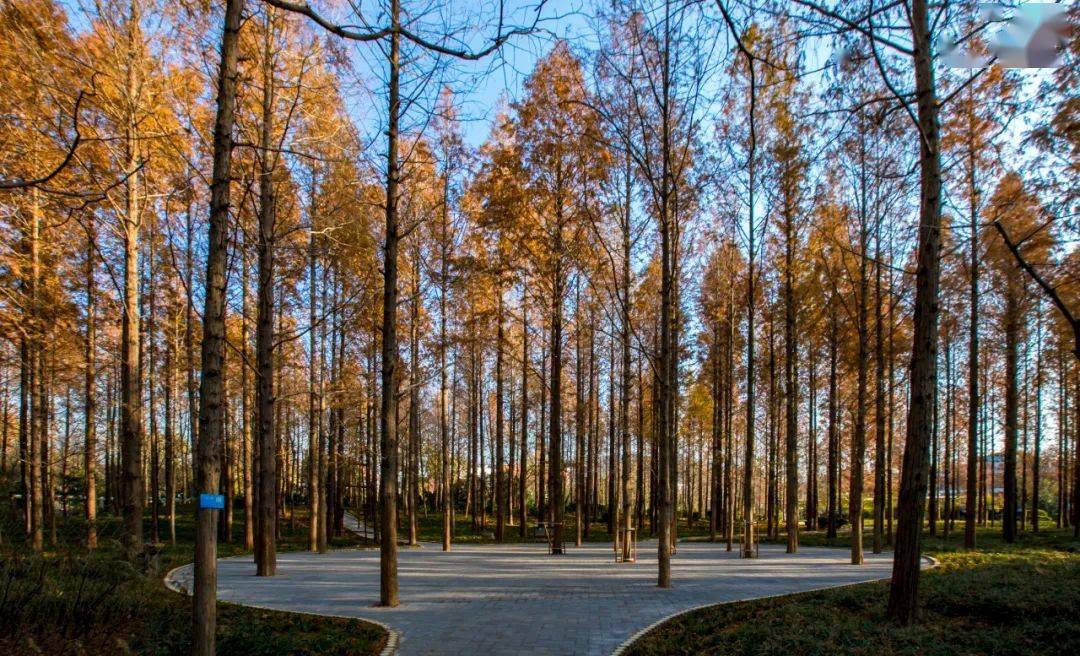 太美了济南城里惊艳时光的九棵树每一棵都刷爆过朋友圈