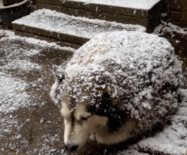 天气越来越冷狗狗怕冷会有那些表现
