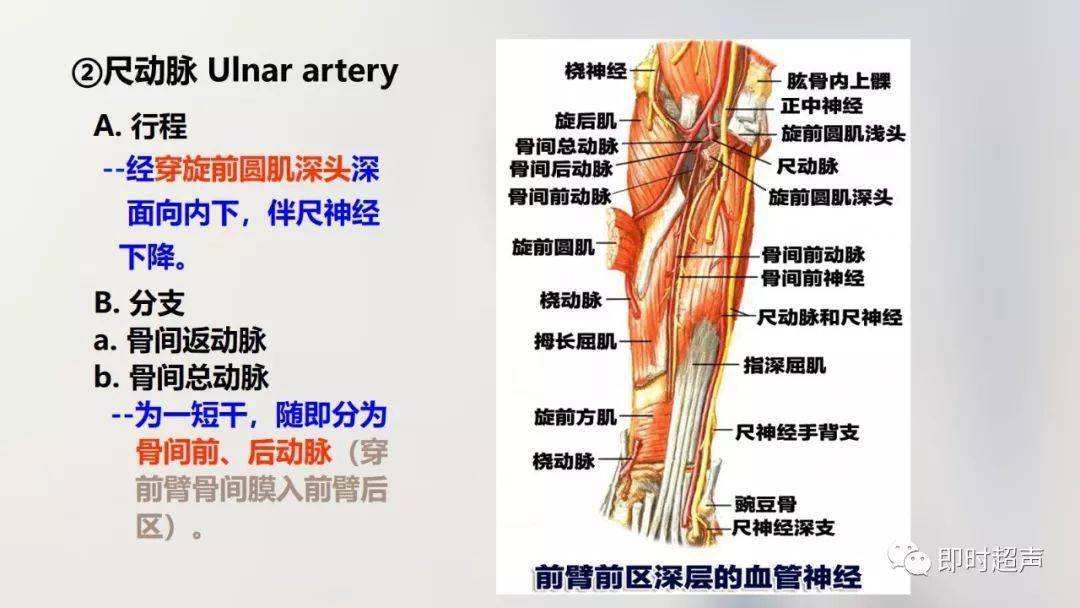 经典珍藏版:70张超详细上肢解剖图示注解!_结构