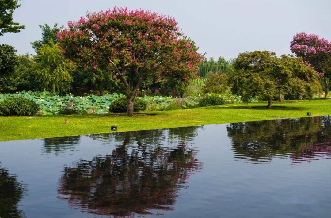 沂河岸邊生態溼地▲ 水邊童趣▲ 邳蒼分洪道溼地公園 (請橫屏觀看)