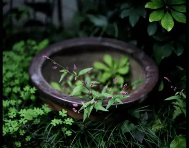 直心是菩薩淨土_道場