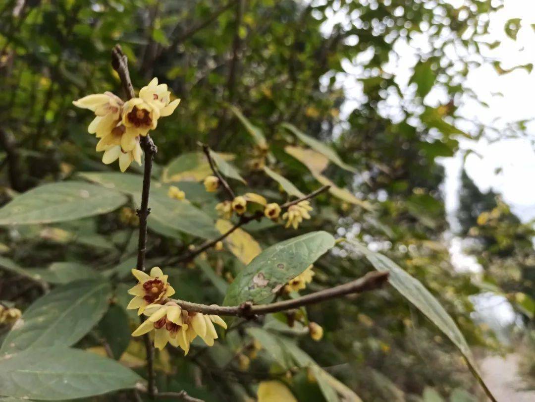 早安北碚蜡梅花开了周末约吗