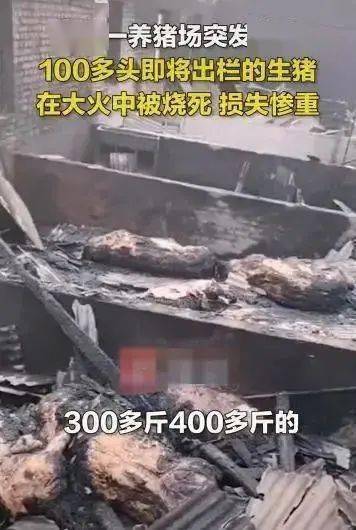 来源:网络据知情人透露,仅仅只有3头从大火中逃脱了出来,剩下的115头