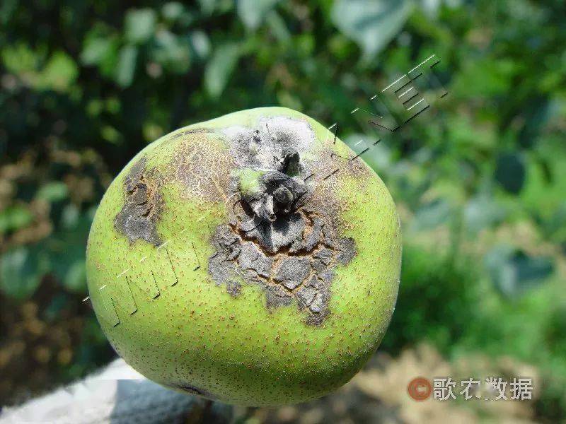 抓住关键时期防好梨树黑星病