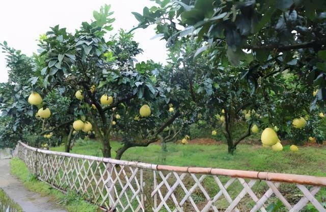 挡不住的"柚"惑!新果业助力菖蒲塘致富兴村
