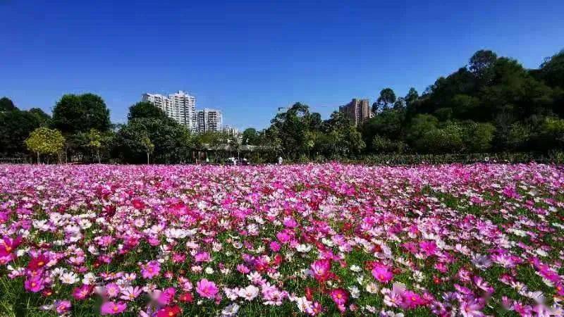 东莞又一片花海刷屏!随手一拍都是大片…_凤山公园