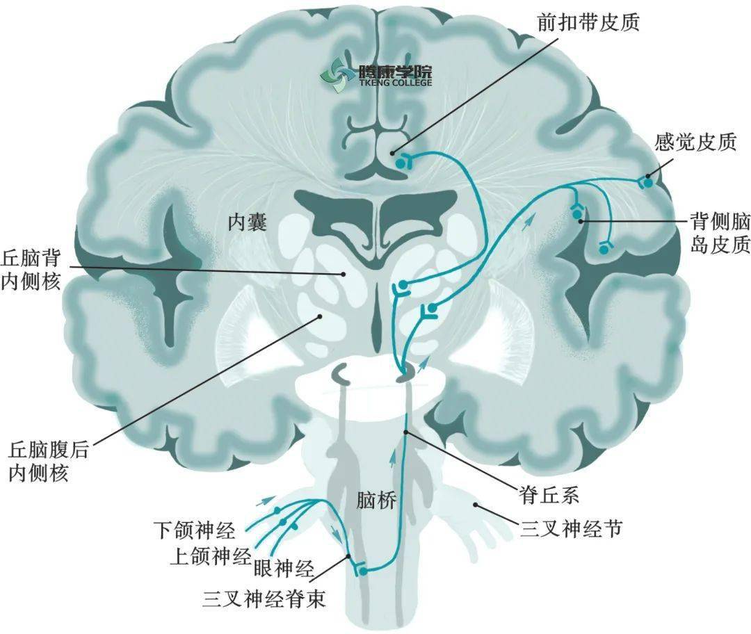 三叉神经_感觉