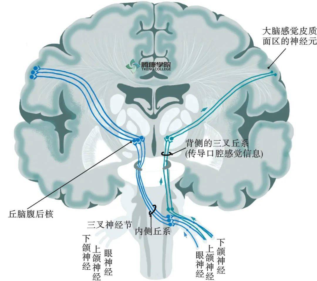 三叉神经脊束核图片