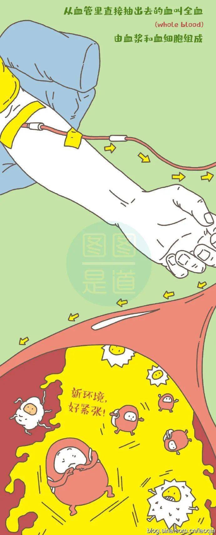 血液科普漫画我们的血液