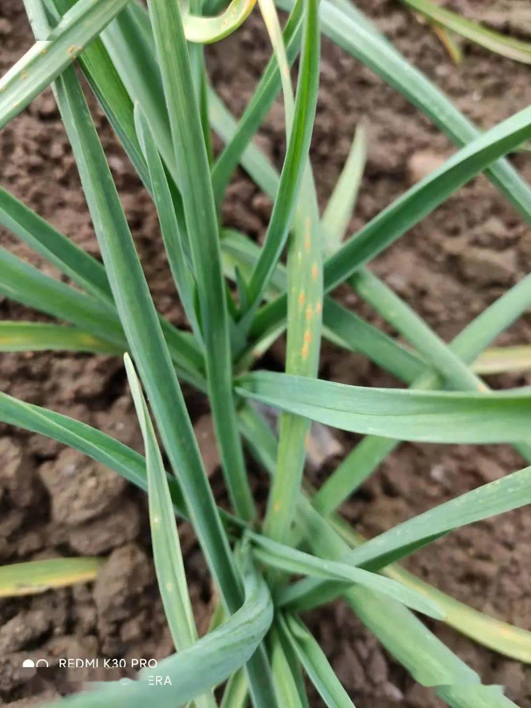 专家答疑大蒜锈病冬前还能用药吗