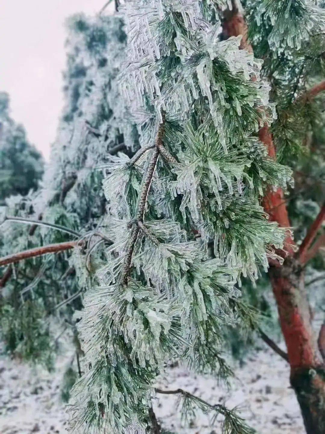 长春惊现冻雨奇观这些图片你可能都没看过
