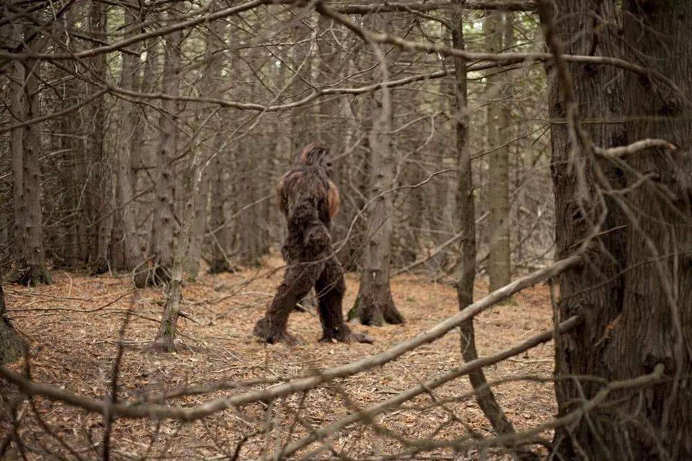澳大利亚神秘人形生物"幽威",全身被毛发覆盖,未知的原始人种