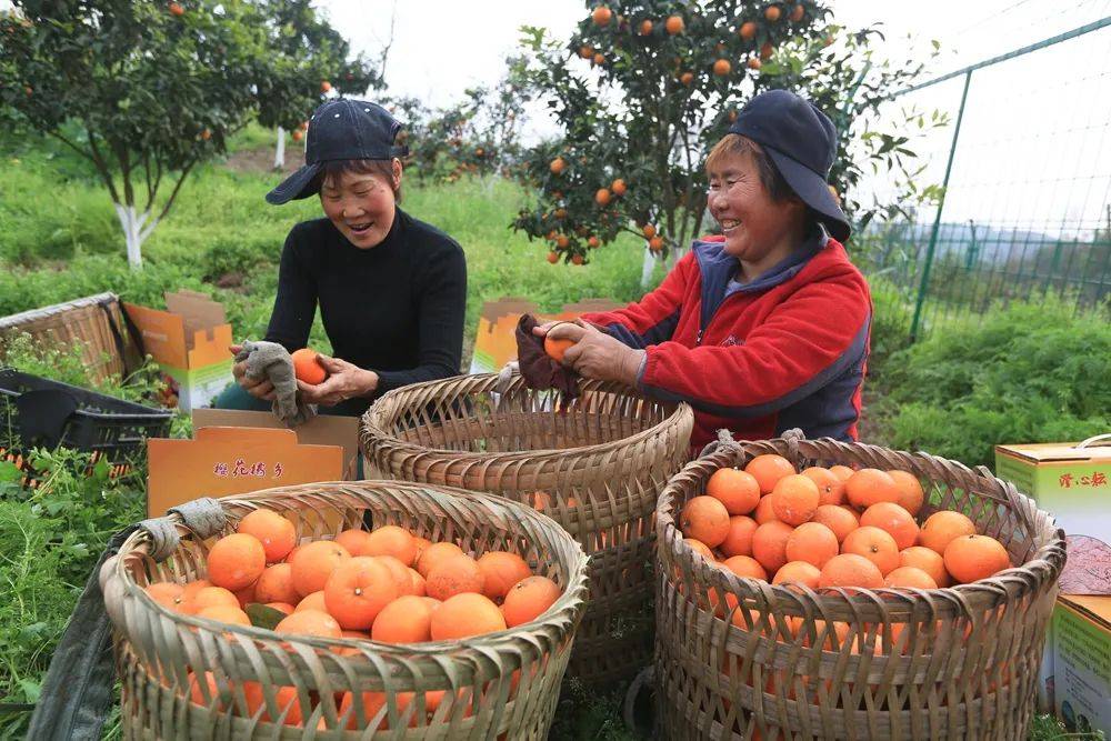 水上飞人》忠县马灌田园乡村 叶小平/摄《电商促进农村发展》彭水天台