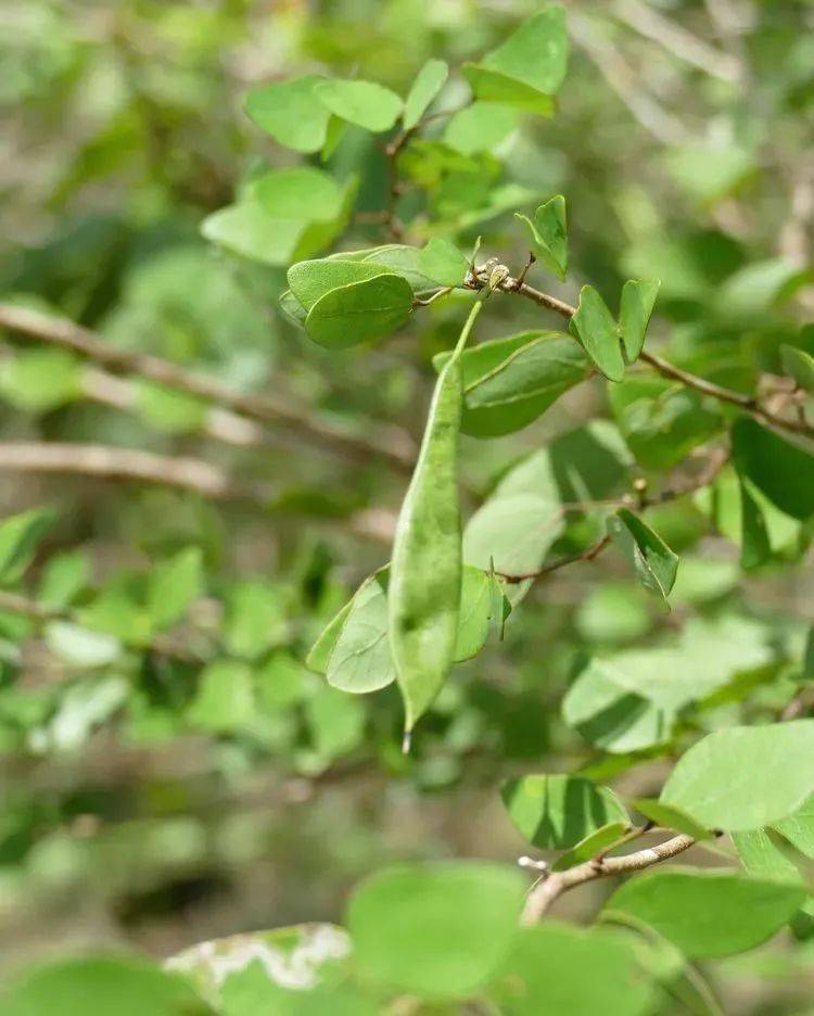 大自然】第173期:版納植物園擷芳(十之二)_豆科