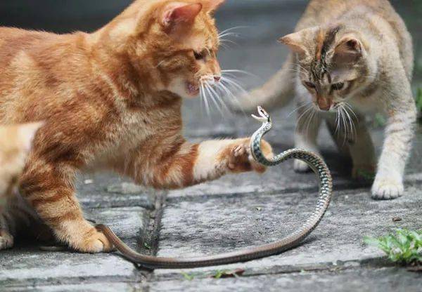橘猫遇到一条蛇,蛇还想反抗,结果来了一群猫!