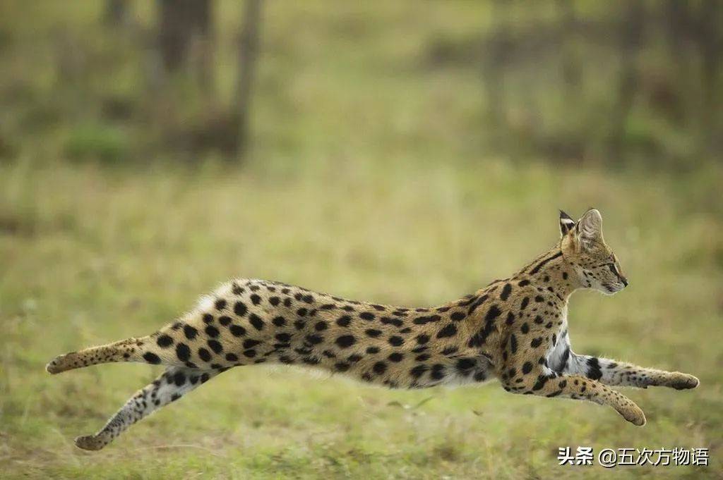 萨凡纳猫的艰难诞生