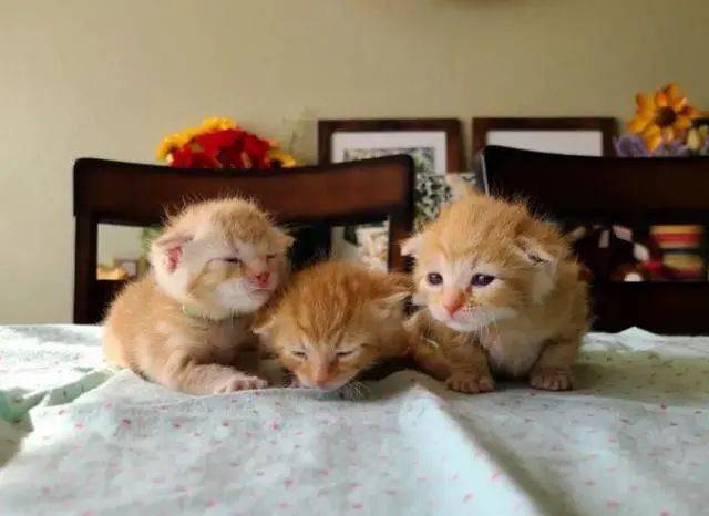 【11-23】养三只橘猫是什么体验?猫咪肚子每天鼓鼓,主人钱包一直空空