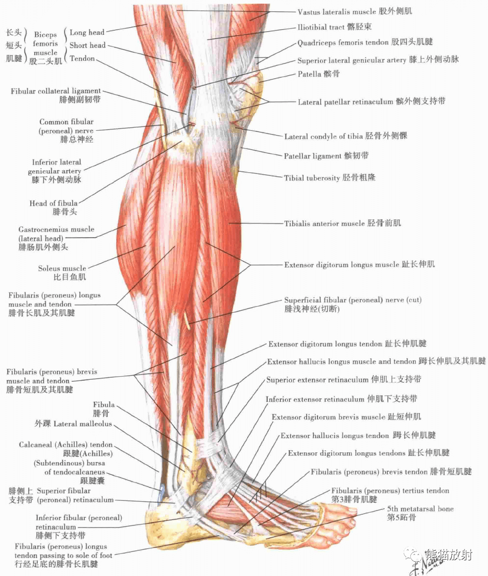 超清晰的下肢小腿踝与足解剖图