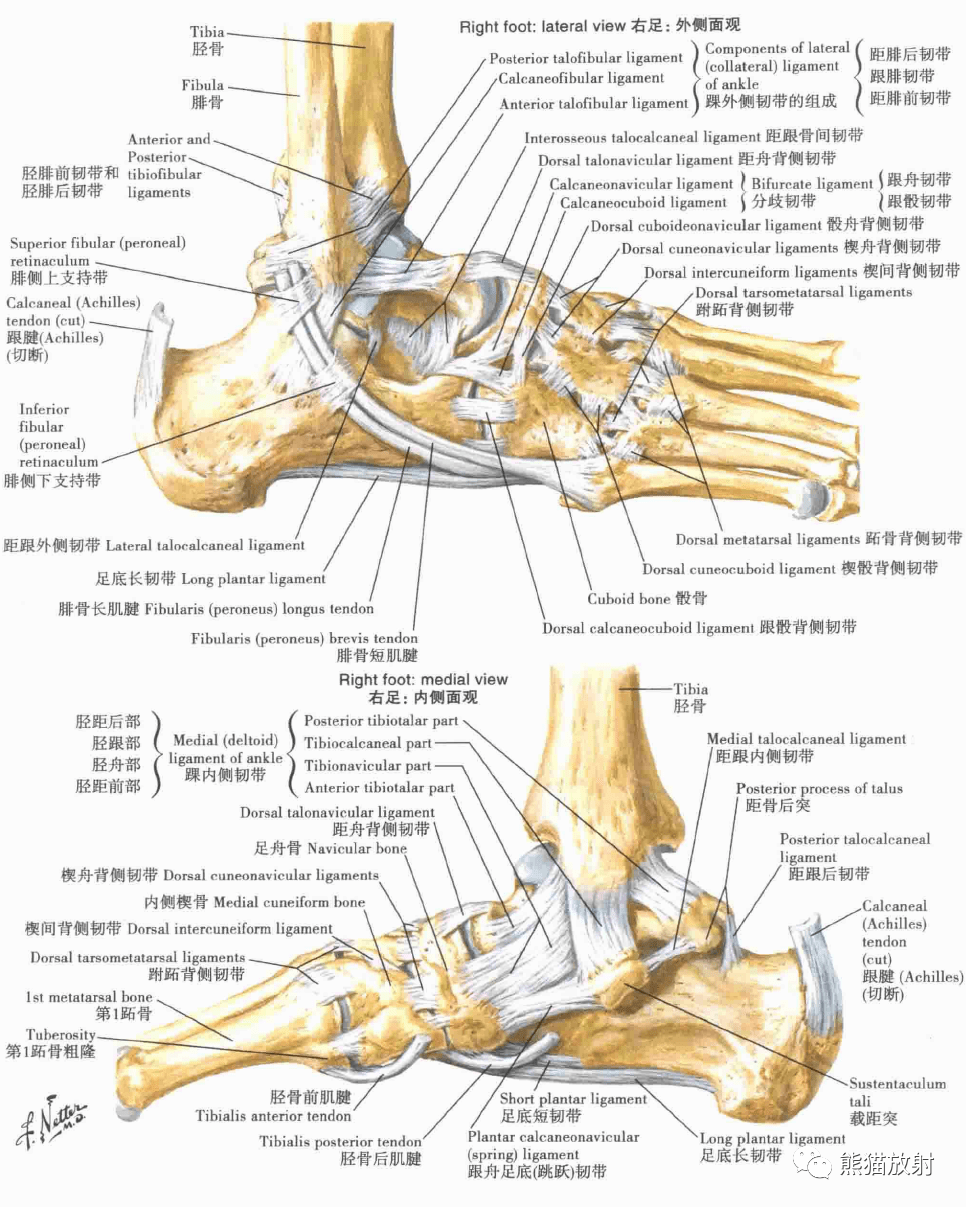 腿部韧带分布示意图-千图网