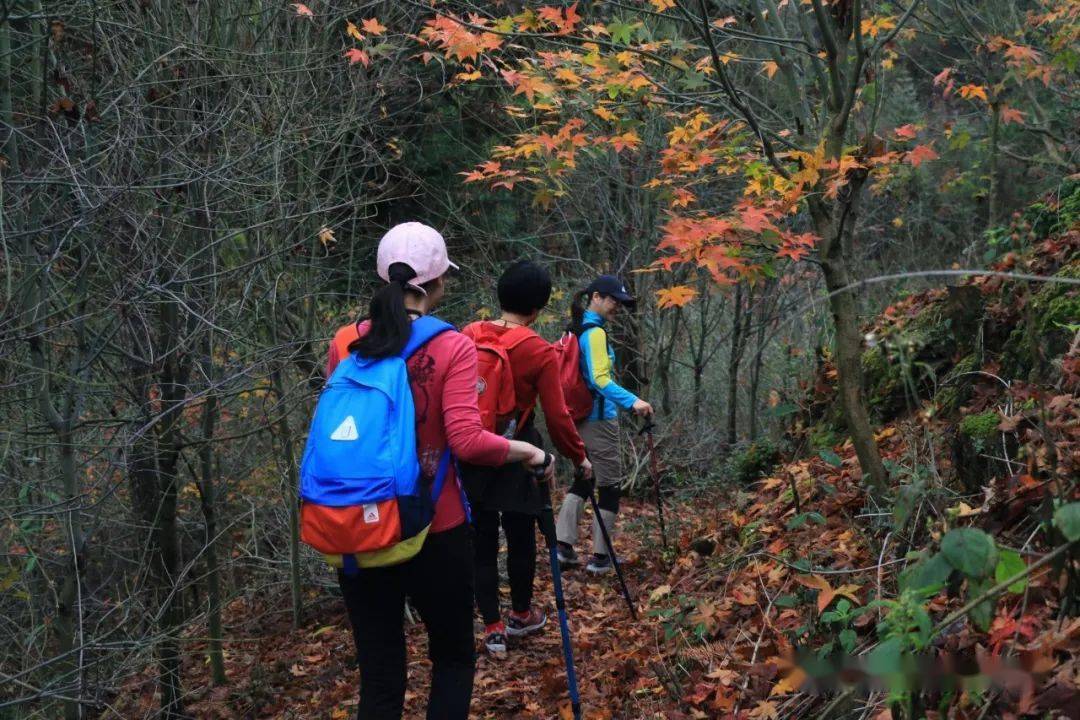 第132期:烟雨江南,醉美四明,火焰山→大路→茅镬赏秋之旅圆满结束!
