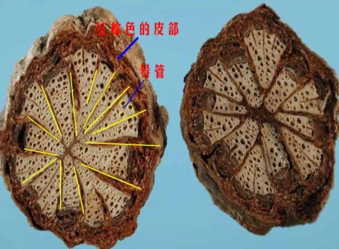 每日一味中药大血藤