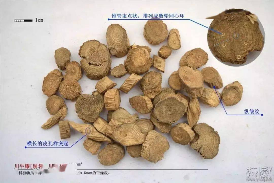 别名本品为苋科植物川牛膝 cyathula officinalis kuan的干燥根.