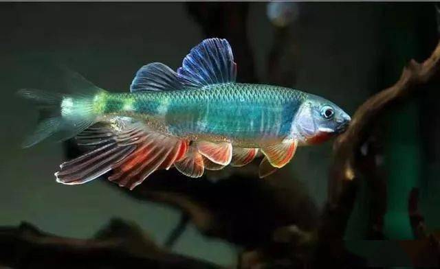 冬季饲养不用加温的冷水鱼草金鱼和锦鲤饲养重点全在这里