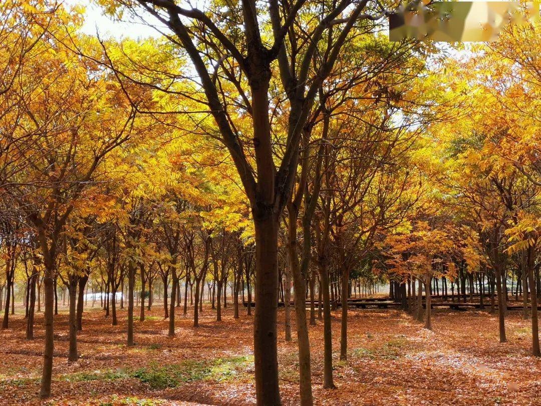 换装后的无患子太美啦