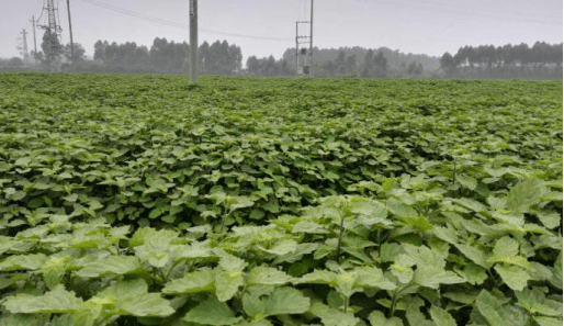 广藿香之1道地南药的代表