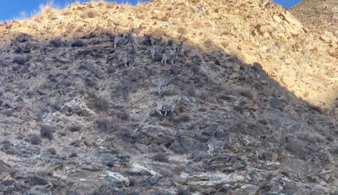 阿克塞县一牧民在山区偶遇成群草原精灵——岩羊