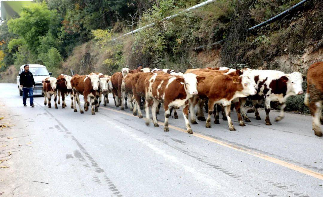 冬季每天上午10点左右,和弦智打开大门,牛群在他的吆喝声中窜了出来