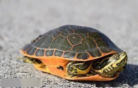 捋一捋“水龟”与“半水龟”之间的异同点。_生活