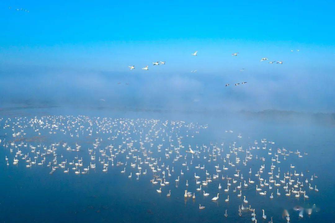 岳陽市屈原管理區東古湖溼地是洞庭湖眾多溼地中的一個,總面積約700畝