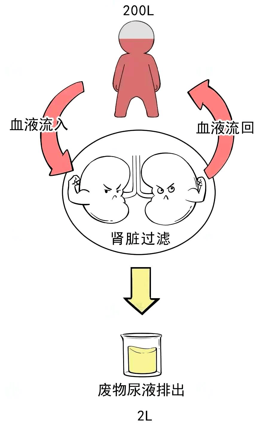 尿液的这3个变化莫大意!_肾脏