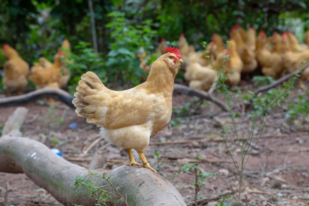 博罗"一镇一业"集群效益突显!